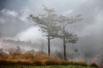 Trees on field against sky