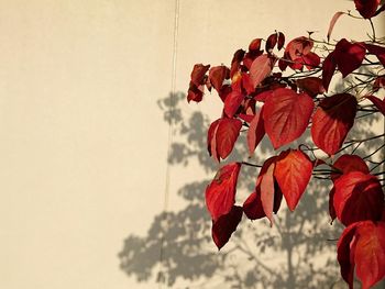 Close-up of red flowers hanging on tree against sky