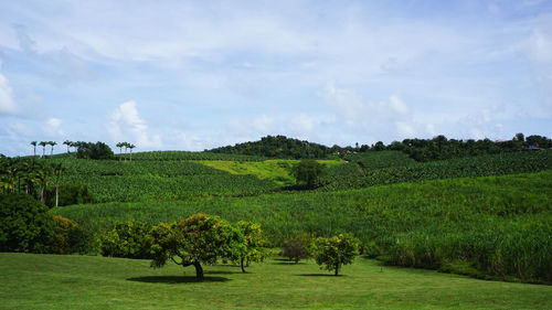 Scenic view of agricultural field against sky