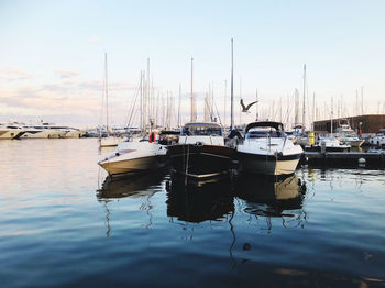 Sailboats moored in harbor