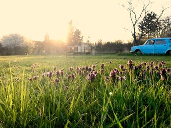 Scenic view of grassy field against clear sky