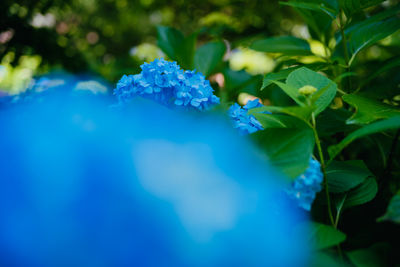 Close-up of purple flowering plant