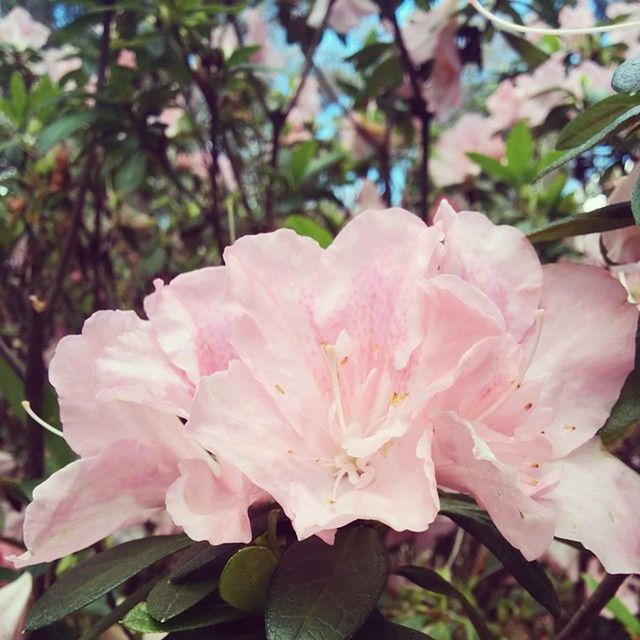 flower, freshness, petal, fragility, growth, pink color, beauty in nature, close-up, flower head, nature, focus on foreground, blooming, plant, in bloom, leaf, blossom, outdoors, pink, single flower, day