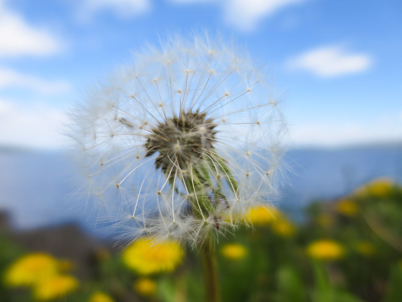 flower, fragility, dandelion, freshness, focus on foreground, flower head, growth, beauty in nature, sky, nature, close-up, single flower, stem, plant, selective focus, wildflower, dandelion seed, outdoors, day, softness