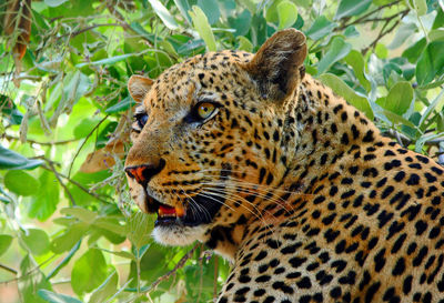 Close-up of a leopard