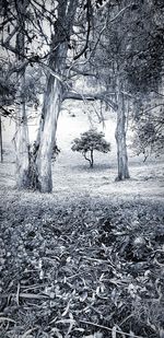 Bare trees on field during winter