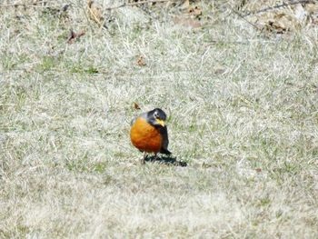 Close-up of bird perching on field