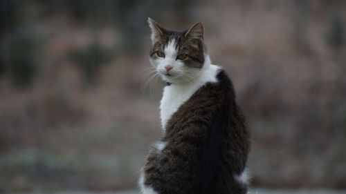 Portrait of cat sitting outdoors