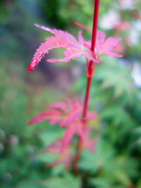 Close-up of pink flowers