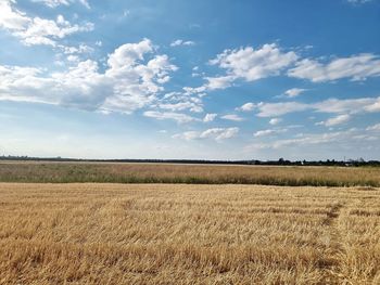 Scenic view of agricultural field against sky