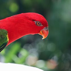 Close-up of a bird