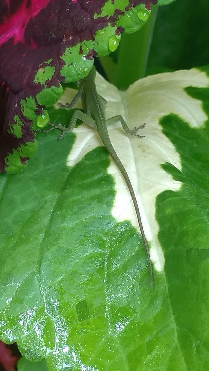 leaf, green color, freshness, close-up, no people, vegetable, growth, nature, water, plant, day, beauty in nature, outdoors, healthy eating, fragility