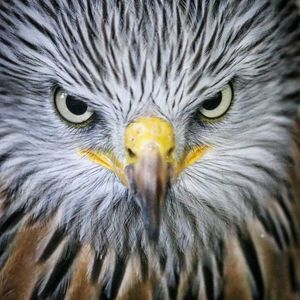 Close-up portrait of owl