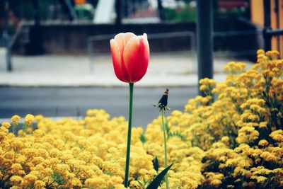 Close-up of red tulips