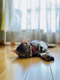 Cat sleeping on floor at home