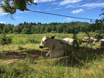 Cows in a field