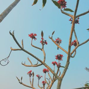 Low angle view of red flowers against clear sky