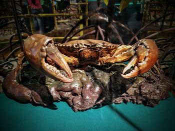 High angle view of crab on table