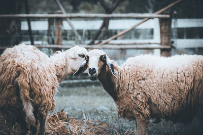 Portrait of sheep standing on field