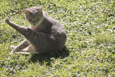 Cat sitting on grass