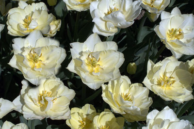 Full frame shot of white flowers