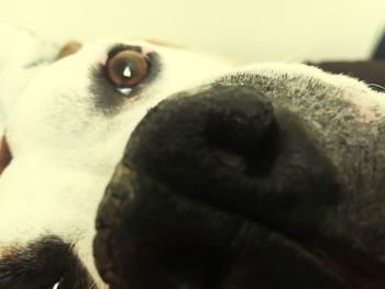 Close-up portrait of dog