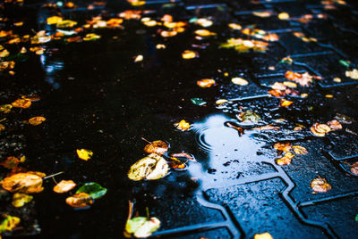 High angle view of autumn leaves floating on water