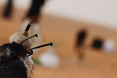 Close-up of a bird