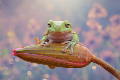 Close-up of frog on bud