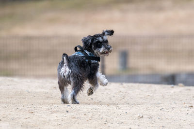 Dog running on field