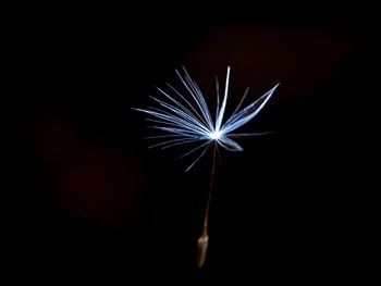 Close-up of firework display over black background