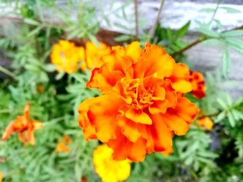 Close-up of orange marigold blooming outdoors