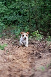 Portrait of dog standing by plants