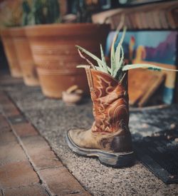 Close-up of potted plant on footpath