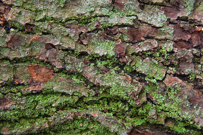 Full frame shot of moss growing on tree trunk