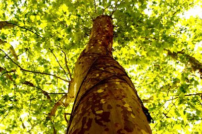 Low angle view of tree in forest