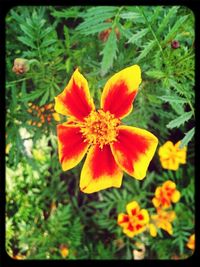 Close-up of yellow flower