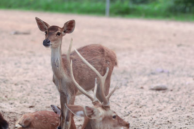 Portrait of deer standing on field