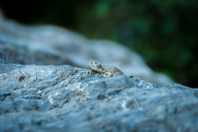 Close-up of frog on rock