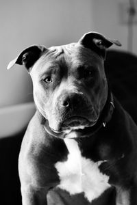 Portrait of dog relaxing at home