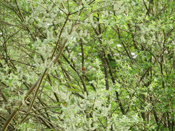 Full frame shot of trees in forest