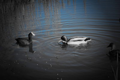 Ducks swimming in lake