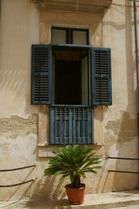 Potted plant on balcony of house