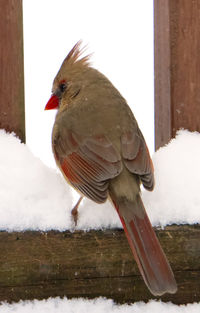 Close-up of bird perching on snow covered wood during winter