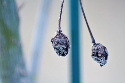 Close-up of berries growing on plant