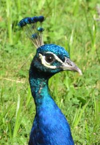 Close-up of peacock