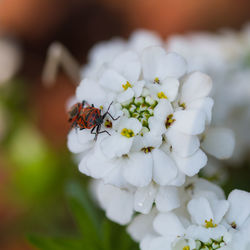 Close-up of insect on white flower