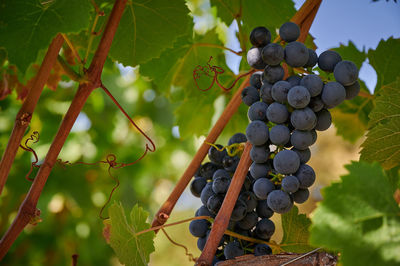 Grapes growing in vineyard