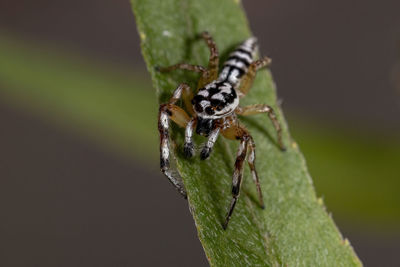 Close-up of spider