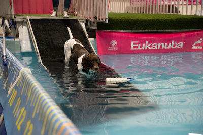 View of dog swimming in pool